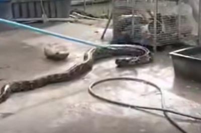 Nhìn xuống ao, người dân bắt gặp cảnh tượng nổi da gà