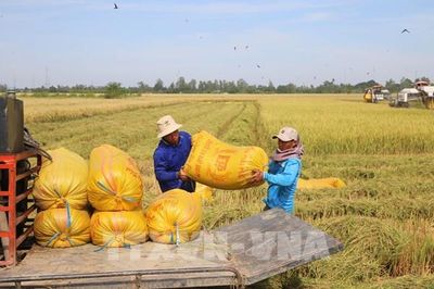 Giá gạo xuất khẩu vẫn duy trì trạng thái ổn định