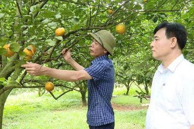 Phát triển kinh tế tập thể - đòn bẩy nâng cao thu nhập cho nông dân