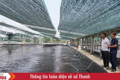 Để con tôm trở thành sinh kế bền vững