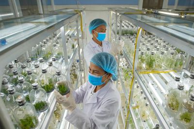 Nuôi cấy mô trong nông nghiệp hiện đại