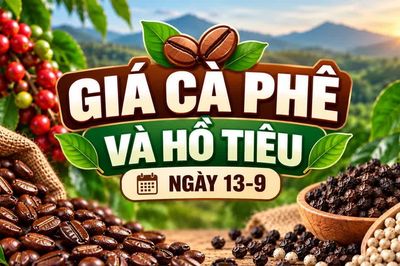 Ngày 13-9, giá cà phê giảm nhẹ 500 đồng/kg, hồ tiêu ổn định