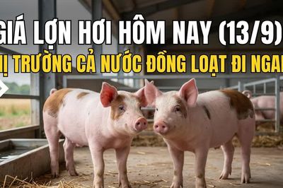Giá lợn hơi hôm nay (13/9): Thị trường cả nước đồng loạt đi ngang