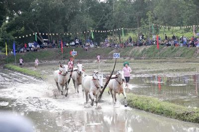32 đôi bò tranh tài tại Hội đua bò truyền thống chùa Rô ở An Giang