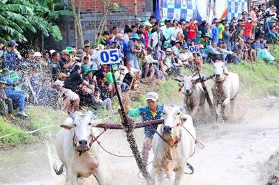 32 đôi bò tranh tài kịch tính tại Hội đua bò truyền thống Chùa Rô