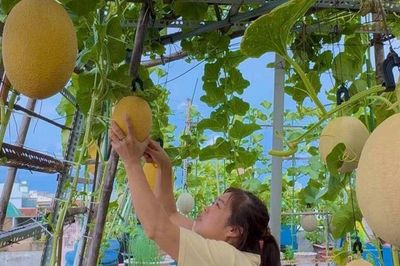 Mẹ biến sân thượng 76m² thành 'miền bình yên' giữa Sài Gòn: Rau xanh mướt, dưa lưới trĩu giàn, cây trái lúc lỉu