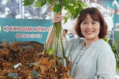 Huỳnh Sâm 'chắp cánh' đưa sâm Ngọc Linh vươn xa
