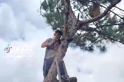 Xử lý nam thanh niên lên mạng khoe cảnh cưa thông ở Đà Lạt