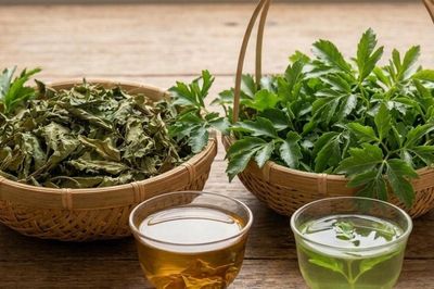 Nước lá đinh lăng tươi và nước lá đinh lăng khô, loại nào tốt hơn?
