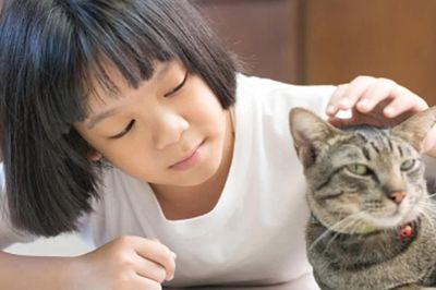 Không thấy vết mèo cắn, cào trên cơ thể: Vì sao vẫn có nguy cơ mắc bệnh dại?