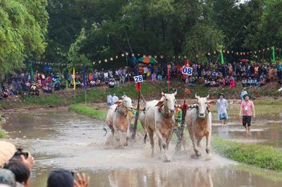 Rộn ràng mùa đua bò Chùa Rô, nơi văn hóa Khmer được đánh thức trên ruộng lúa