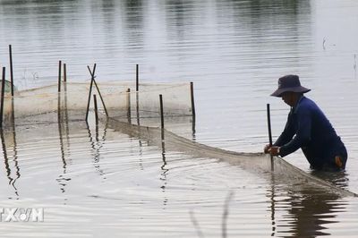 Mùa cá ruộng ngập lũ ở nhiều vùng quê Cần Thơ
