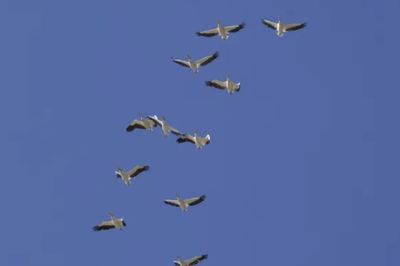 Nhầm đàn chim là UAV, Litva điều tiêm kích NATO xuất kích