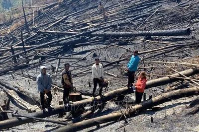 Phê bình trách nhiệm chủ rừng, xử lý nghiêm các điểm nóng phá rừng