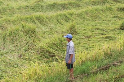Lúa hè thu ngã rạp sau mưa lớn, người dân đứng ngồi không yên