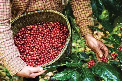Điều ly cà phê Robusta muốn nói…