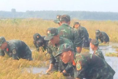 Cán bộ, chiến sĩ giúp dân thu hoạch 13 ha lúa khỏi mưa lũ