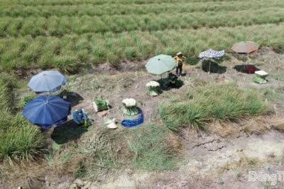 Giá sả giảm khoảng mạnh, tiêu thụ chậm