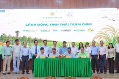 Vùng lúa sinh thái, sự bền vững từ đồng ruộng và môi trường sống