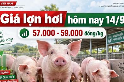 Giá lợn hơi hôm nay 14/9: Mốc 60.000 đồng/kg chưa trở lại