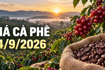 Giá cà phê hôm nay 14/9: Robusta và Arabica cùng giảm