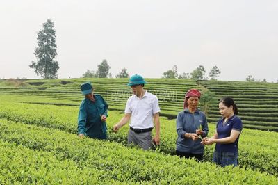 Chủ động phòng trừ sâu bệnh trên cây chè