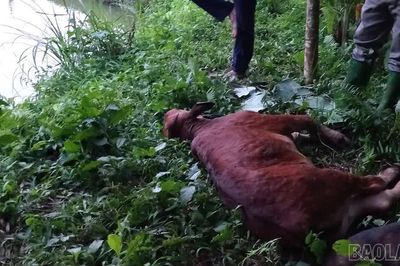 Văn Bàn tăng cường phòng, chống dịch bệnh trên đàn gia súc, gia cầm