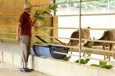Nuôi nai đồi rừng: lựa chọn khác biệt, hiệu quả nhân đôi