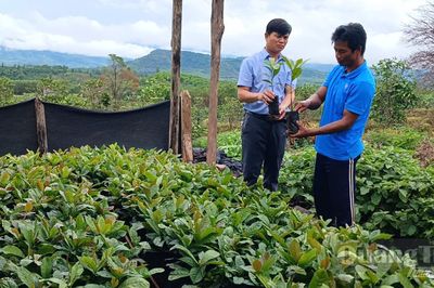 Vươn tầm thương hiệu cà phê Khe Sanh