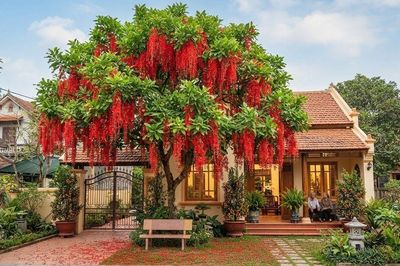 5 lý do nhà giàu thường trồng cây Lộc Vừng trong nhà