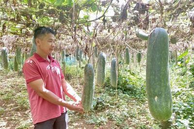 Hiệu quả từ chuyển đổi cây trồng ở vùng quê 'đất không nghỉ, bốn mùa xanh'