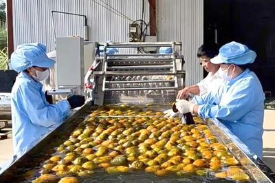 Công nghệ mở hướng nâng cao giá trị cam sành Hàm Yên