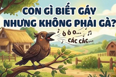 Con gì biết gáy nhưng không phải gà?