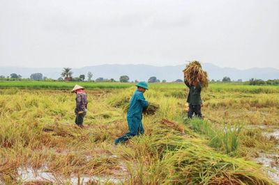 Gia Lai: Chung tay thu hoạch lúa, giảm thiệt hại cho người dân sau mưa lớn
