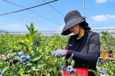 Từ việc làm ngoài nước đến sinh kế lâu dài