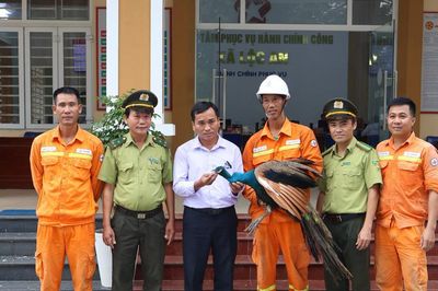 Kịp thời bàn giao cá thể công Ấn Độ cho cơ quan chức năng