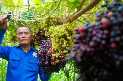Có vườn nho rừng lúc lỉu quả, U60 miền Tây mời khách đến tham quan miễn phí
