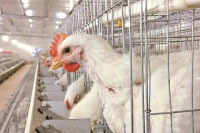 Hé lộ bí mật đằng sau loại gà Trung Quốc 35-45 ngày đạt 2,5kg, giá 'rẻ như cho'