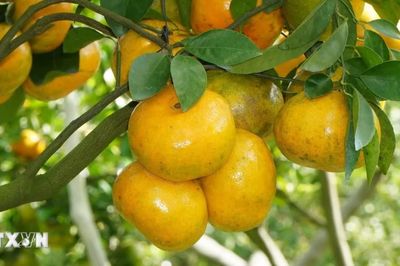 Quýt hồng Đồng Tháp - từ vườn cây đến sản phẩm du lịch nông nghiệp
