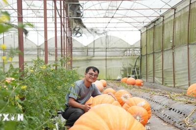 Độc đáo vườn bí ngô khổng lồ của nhà vườn Đà Lạt