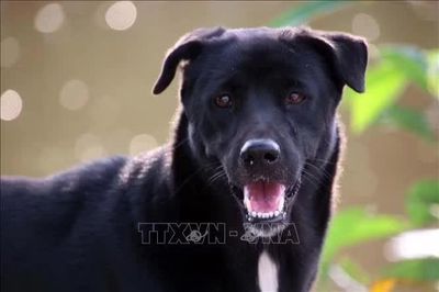 Chile quốc gia Nam Mỹ đầu tiên 'xóa sổ' thành công bệnh dại từ chó