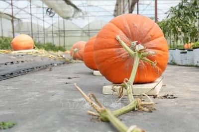 Độc đáo vườn bí ngô khổng lồ của nhà vườn Đà Lạt