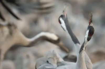 'Trạm tiếp nhiên liệu' của hàng triệu cánh chim di cư