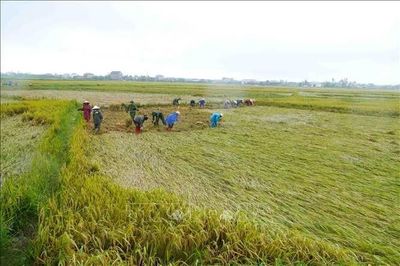 Xuống đồng giúp dân cứu lúa sau đợt mưa lớn