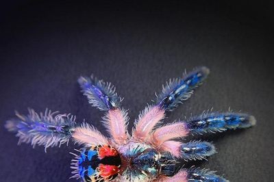 'Nhện tarantula ngọc' Brazil: Nhỏ xíu nhưng sở hữu vẻ ngoài như đá quý