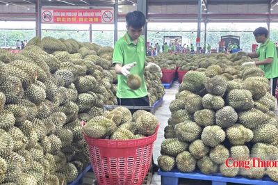 Sầu riêng Việt muốn vươn xa, liên kết phải bắt đầu từ vườn