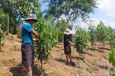 Tiềm năng cây quế ở Mường Nhé