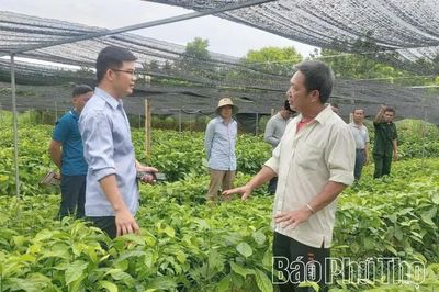 Tiên phong phát triển kinh tế từ vườn ươm lâm nghiệp