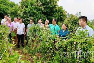 Thái Hòa phát triển kinh tế nông nghiệp gắn với bảo vệ môi trường
