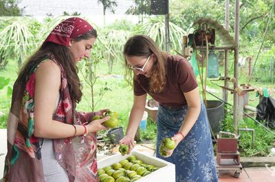 Hồng da tre vào vụ sớm